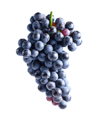 cabernet