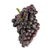 grenache
