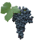 GRACIANO