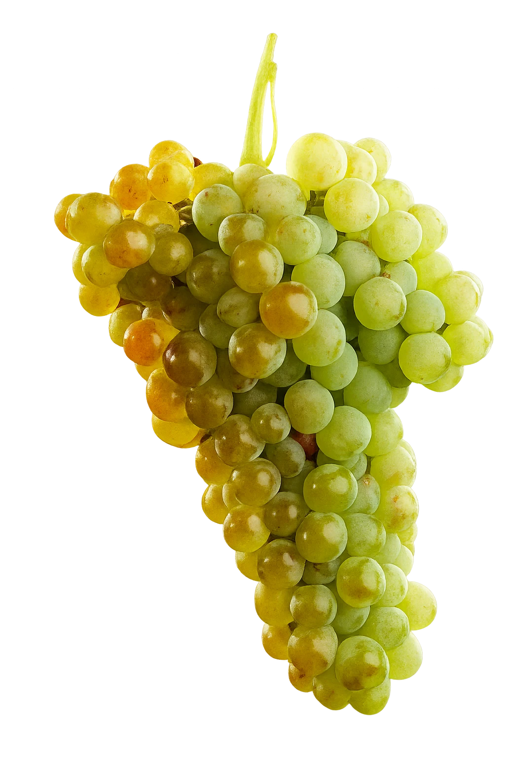 maccabeus