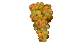 malmsey