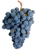 merlot