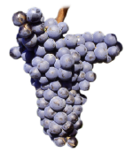 monastrell