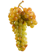 muscat