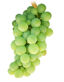 sauvignon