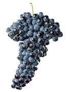 tempranillo