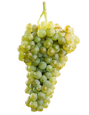 verdejo