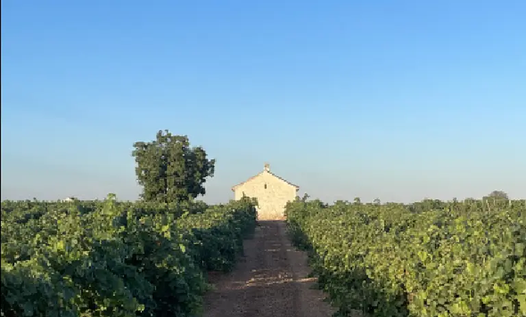 yuntero vineyards wines