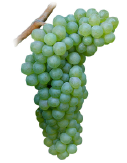 viognier