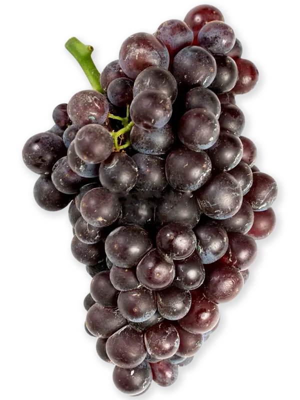 GARNACHA