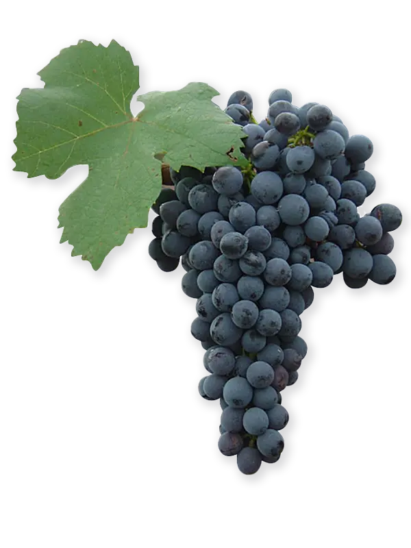 GRACIANO