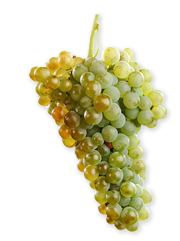 MACABEO