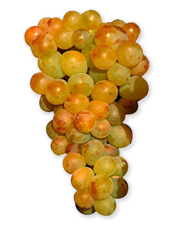 MALVASIA