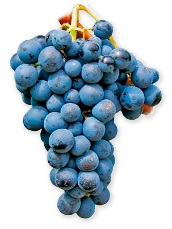 MAZUELA