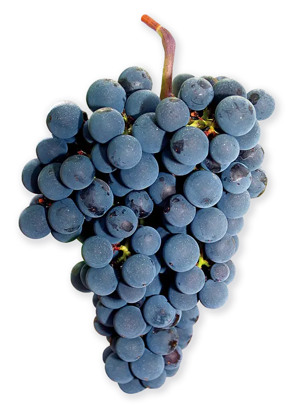 MERLOT
