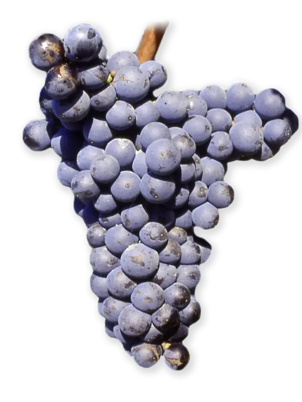 MONASTRELL
