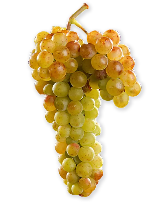 MOSCATEL