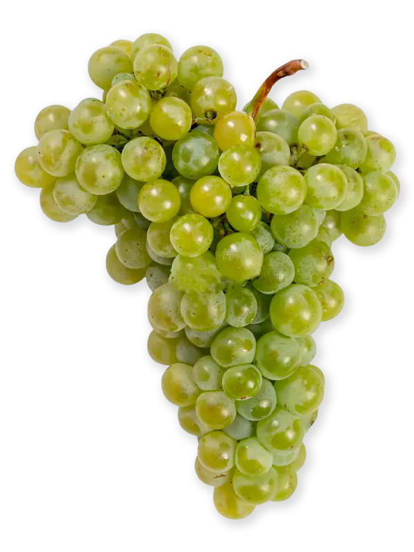 PARELLADA