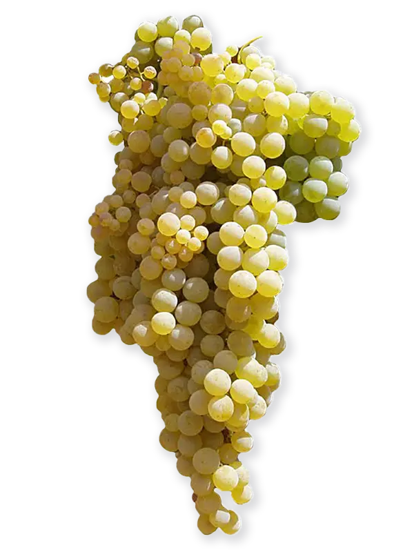 PEDRO XIMENEZ