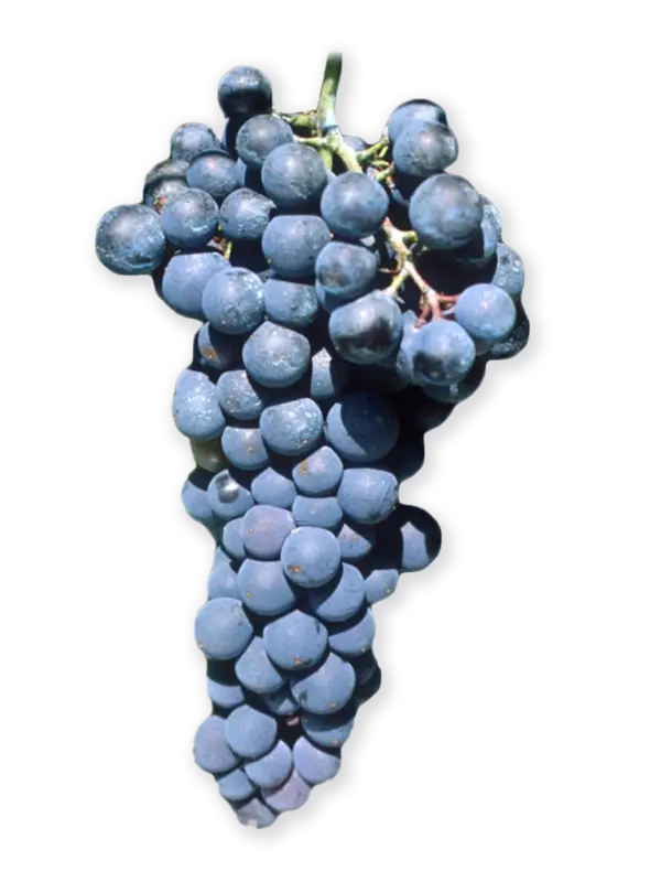 PETIT-VERDOT