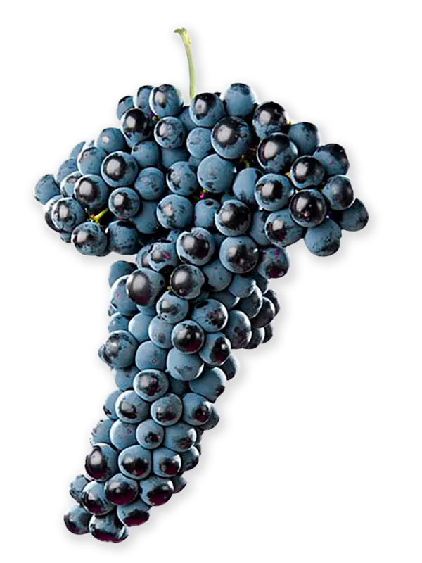 TEMPRANILLO