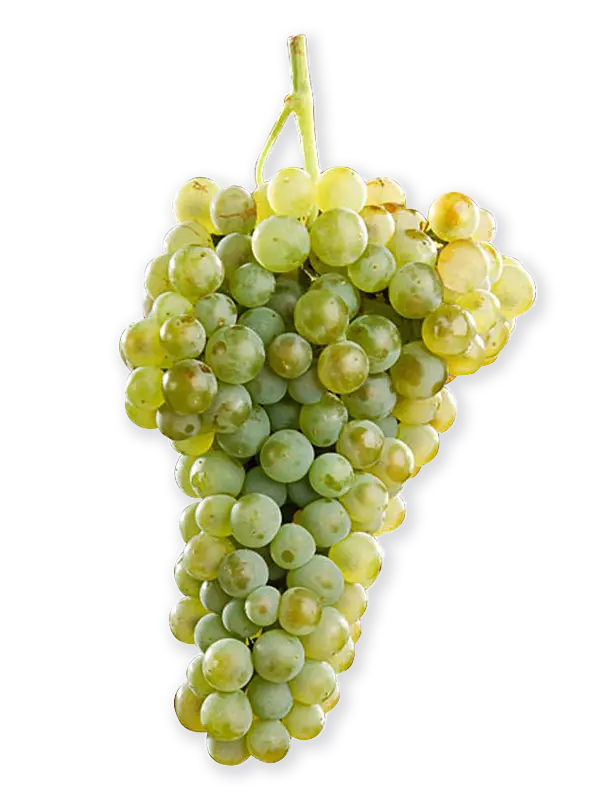 VERDEJO