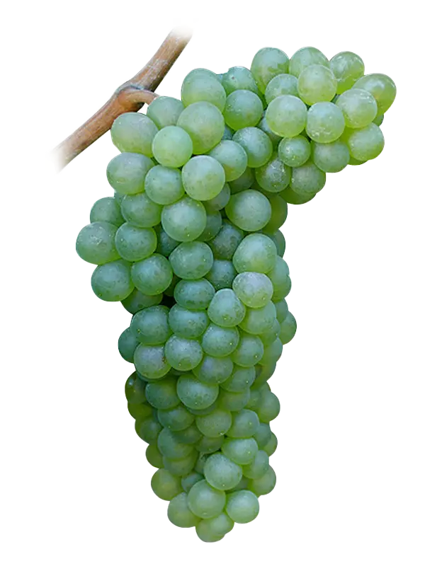 VIOGNIER