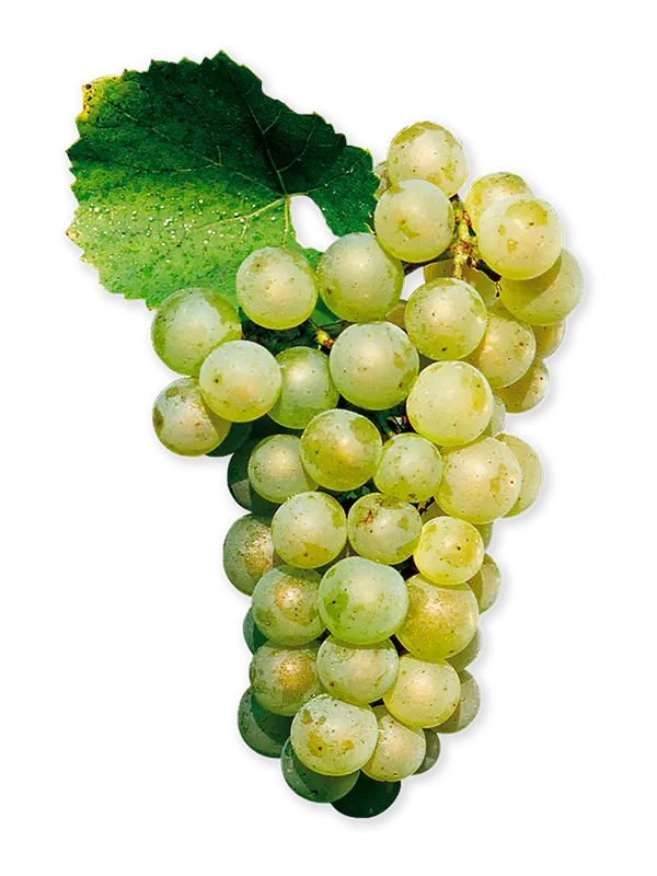 Chardonnay