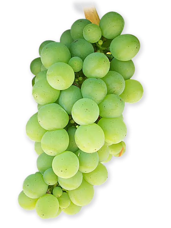 sauvignon-blanc-0